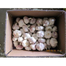 Mesh Bag Packing 5.5cm Fresh Normal White Garlic